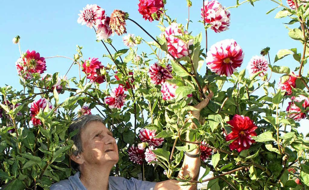 Warwick gardener Judy Hall’s dahlias have never grown as high as they have this year. Warwick gardener Judy Hall’s dahlias have never grown as high as they have this year.